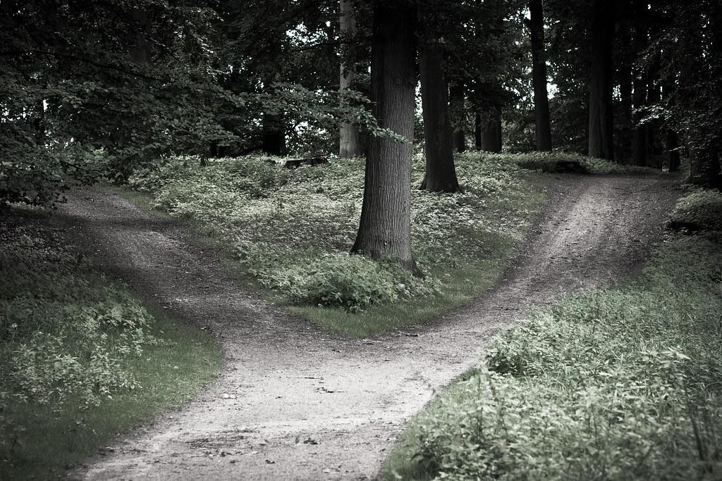 A black and white image of a forest path splitting into two directions