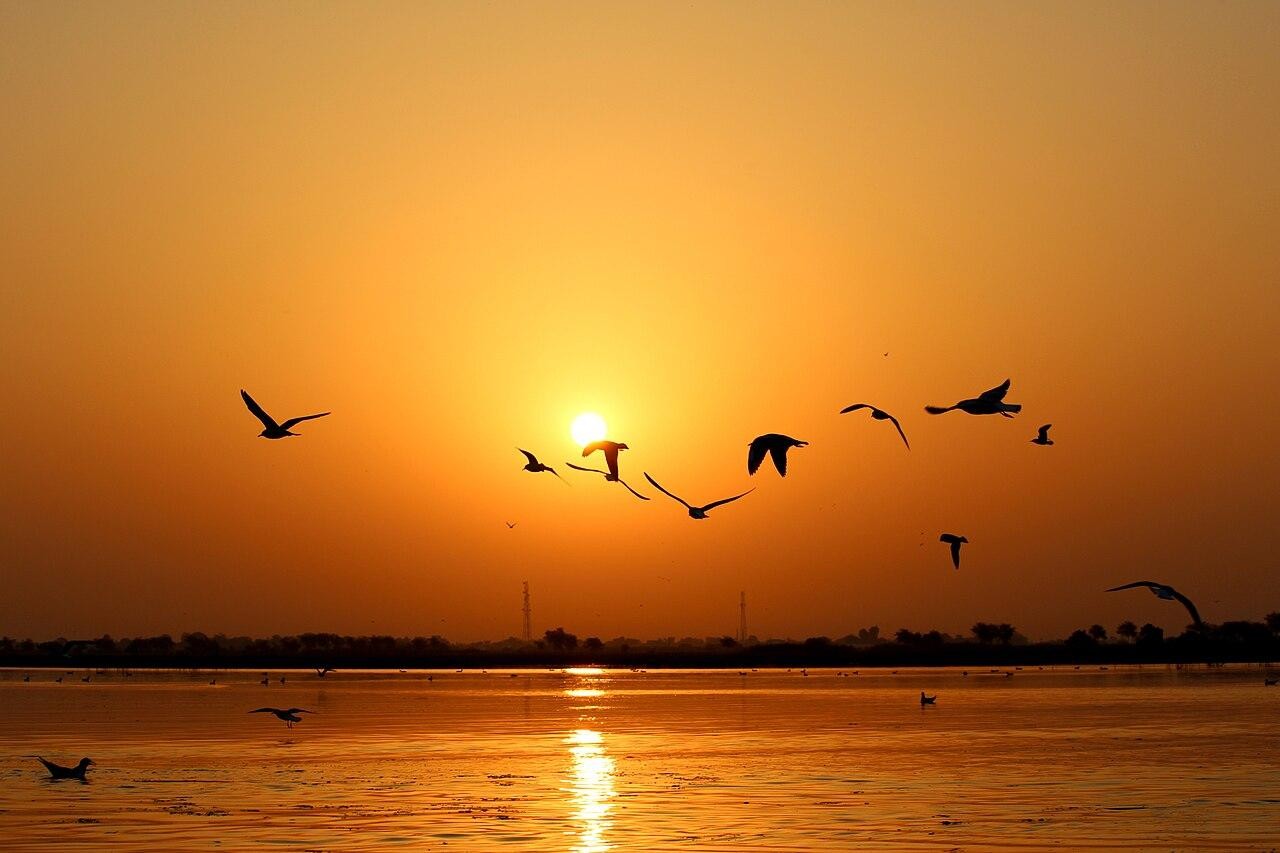 A sunset over water with birds flying