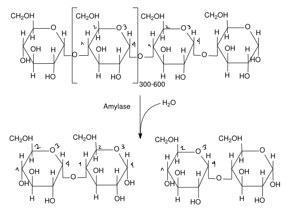 Example reaction of amylase with amylose and water to form maltose. This reaction is also called hydrolysis of amylose.