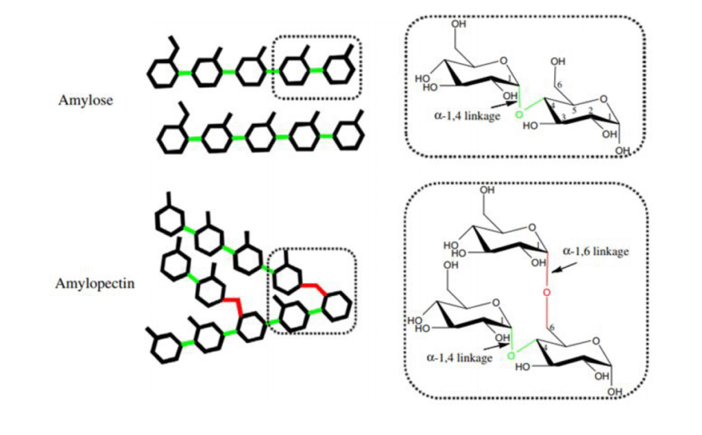 Amylose as a linear molecule vs. amylopectin as a branched molecule. The image shows the difference in molecular structure.