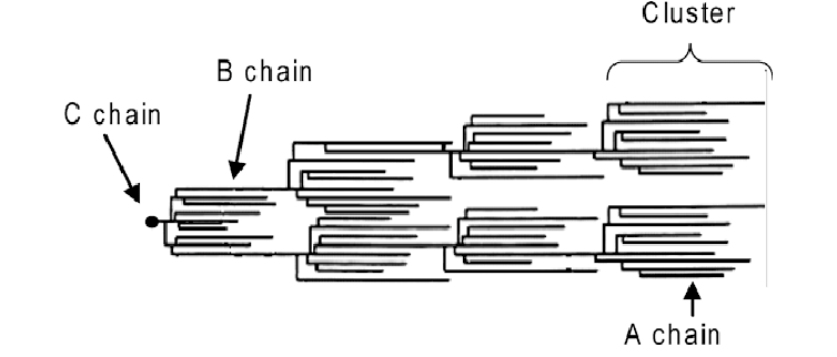 A, B and C chains as described by the cluster model. 
