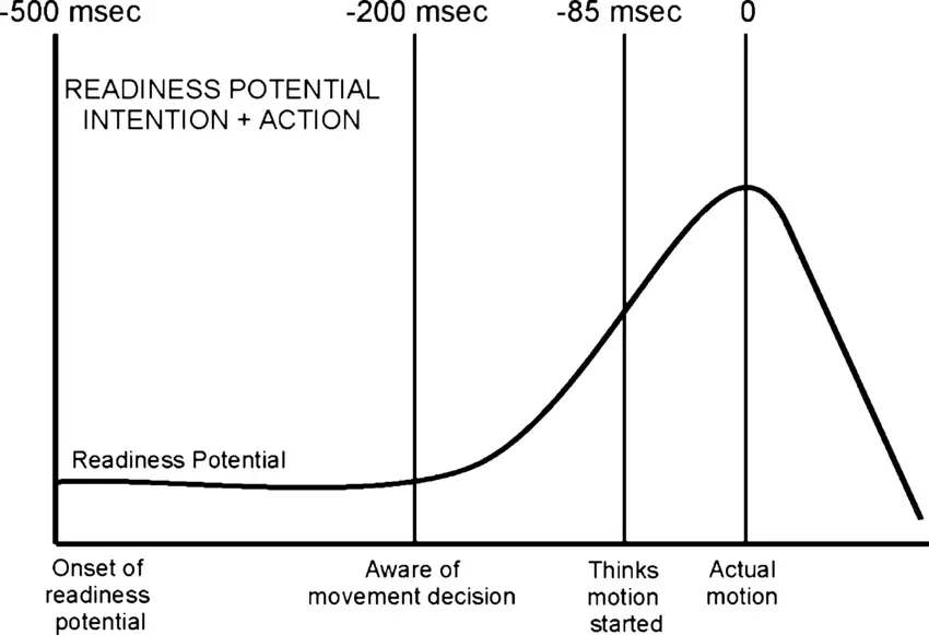 The readiness potential at different time intervals. When action occurs vs. when our brain prepares for it. In: Neuroscience of free will